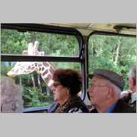 59-05-1426 Treffen 2009 - Das Ehepaar Werschy bestaunt die Giraffen.jpg